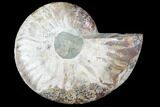 Agatized Ammonite Fossil (Half) - Madagascar #103087-1